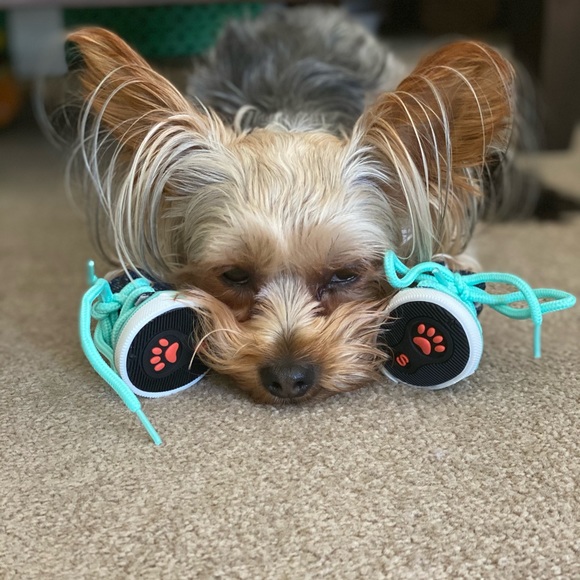 Dog Shoes - Small - Denim - Lace Up - Picture 4 of 7